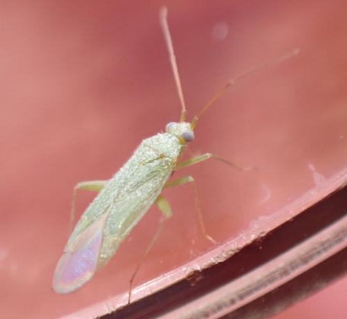 Réf. 348 228 : Orthotylus sp.